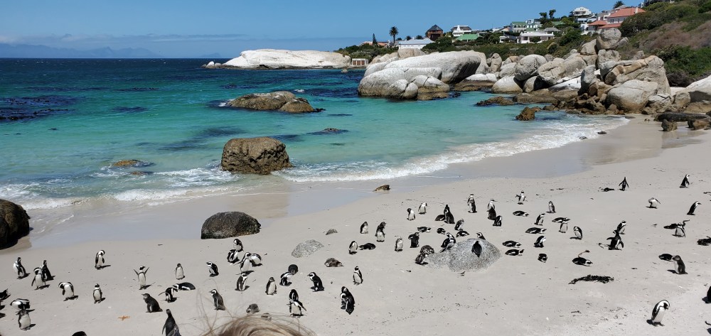 Journey to the End of Africa – Penguins & Good Hope